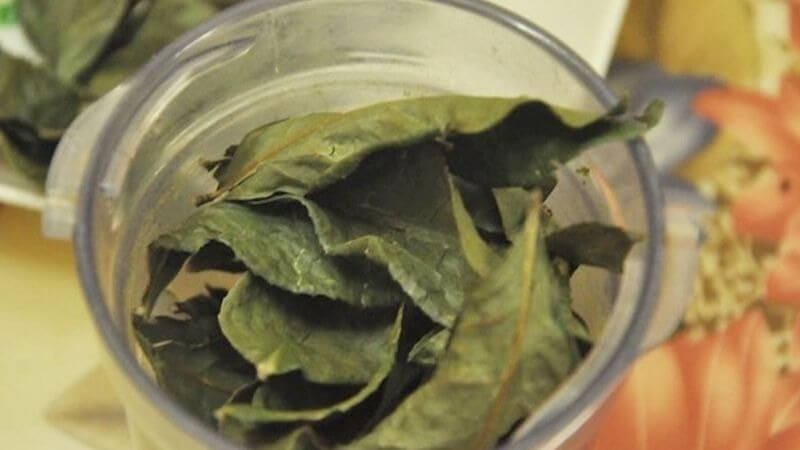 Tác Dụng Của Trà Lá Ổi 