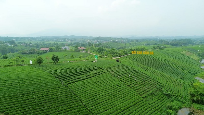 đồi chè tân cương thái nguyên