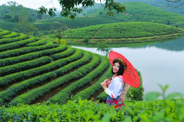 đồi chè tân cương thái nguyên